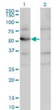 Monoclonal Anti-CNDP2 antibody produced in