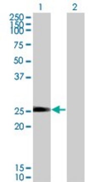 Monoclonal Anti-TXNL6 antibody produced in