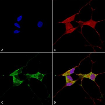 Monoclonal Anti-Lgi1 - Hrp antibody