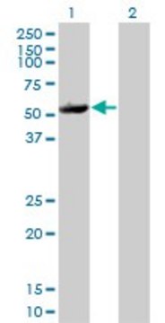 Monoclonal Anti-MAPKAPK5 antibody produced in