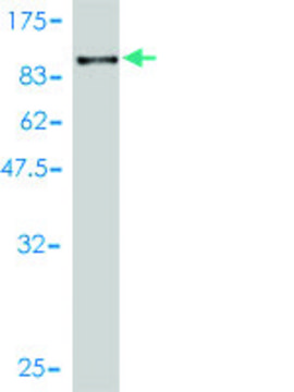 Monoclonal Anti-RPN1 antibody produced in