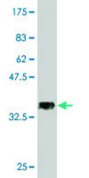 Monoclonal Anti-SESN3 antibody produced in