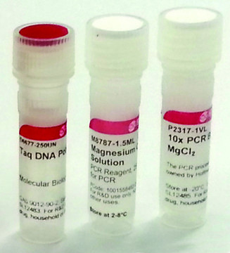 Taq DNA Polymerase from Thermus