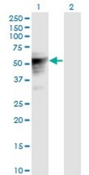 Monoclonal Anti-TLE6 antibody produced in