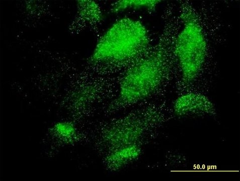 Monoclonal Anti-TEX13A antibody produced in