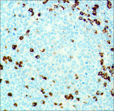 Anti-Kappa Light Chain antibody, Rabbit