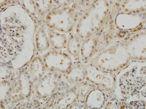 Monoclonal Anti-MEOX2 antibody produced in