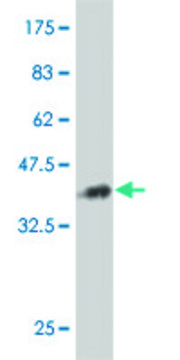 Monoclonal Anti-G10 antibody produced in