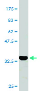 Monoclonal Anti-CGB7 antibody produced in