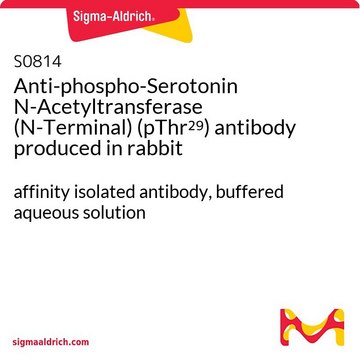 Anti-phospho-Serotonin N-Acetyltransferase (N-Terminal) (pThr²?) antibody