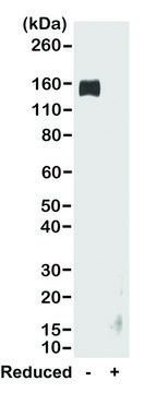 Anti-Rabbit IgG Fc-Biotin antibody, Goat