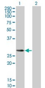 Monoclonal Anti-SLA2 antibody produced in