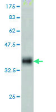 Monoclonal Anti-DUB3 antibody produced in