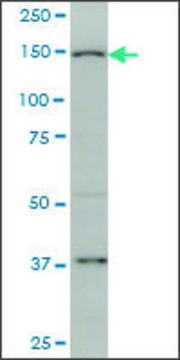 Monoclonal Anti-RIMS2 antibody produced in