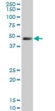 Monoclonal Anti-LDB1 antibody produced in