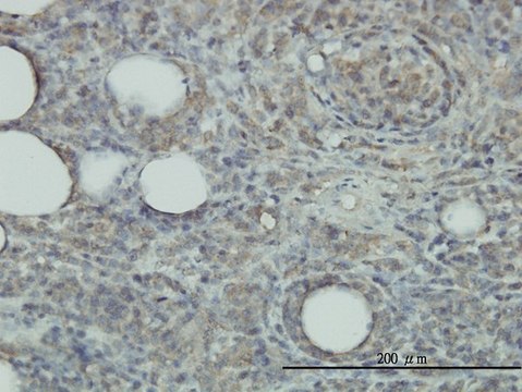 Monoclonal Anti-PRDX2 antibody produced in