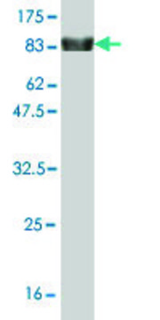 Monoclonal Anti-ZNF394 antibody produced in