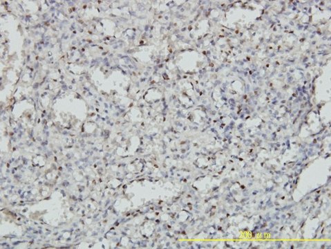 Monoclonal Anti-MEIS2 antibody produced in