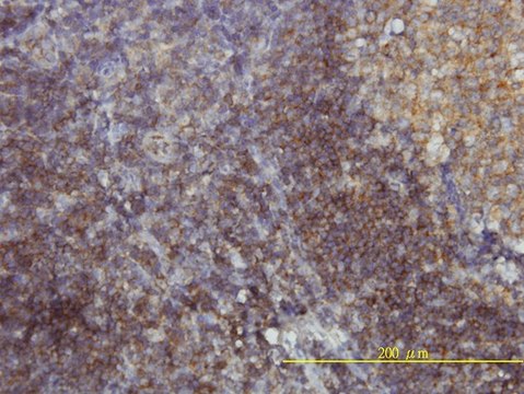 Monoclonal Anti-SH3GLB1 antibody produced in