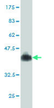 Monoclonal Anti-PRSS7 antibody produced in