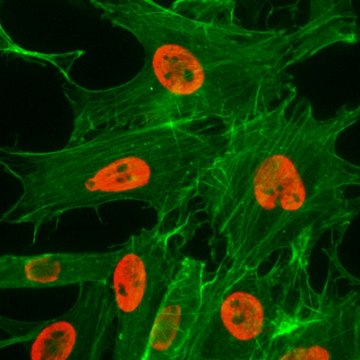Anti-Acetyl-Histone H3 (Lys27) antibody, Rabbit