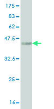 Monoclonal Anti-HOXA5 antibody produced in