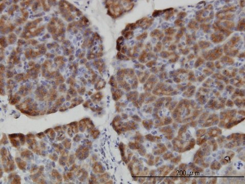 Monoclonal Anti-HERC3 antibody produced in