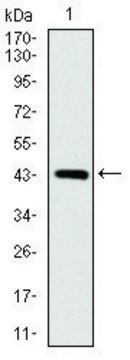 Monoclonal Anti-SOX9 antibody produced in