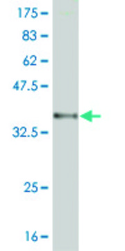 Monoclonal Anti-RNF122 antibody produced in