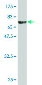 Monoclonal Anti-WDR41 antibody produced in