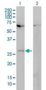 Monoclonal Anti-HOXB7 antibody produced in
