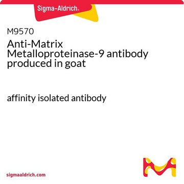 Anti-Matrix Metalloproteinase-9 antibody produced in