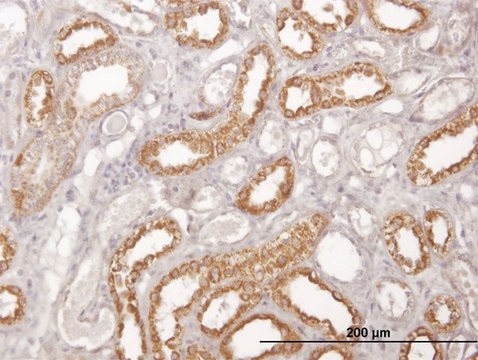 Monoclonal Anti-COX6C antibody produced in