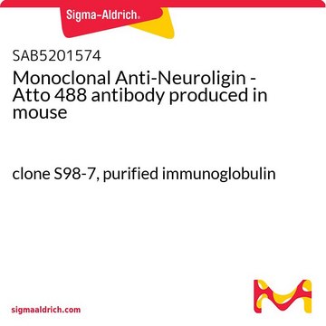 Monoclonal Anti-Neuroligin - Atto 488