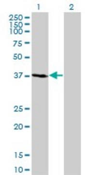 Monoclonal Anti-FBXO2 antibody produced in