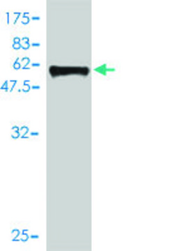 Monoclonal Anti-SIX2 antibody produced in