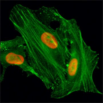 Anti-Acetyl-Histone H4 (Lys8) antibody, Rabbit