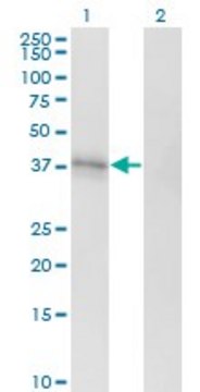 Monoclonal Anti-EDG1 antibody produced in