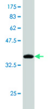 Monoclonal Anti-AUH antibody produced in
