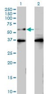 Monoclonal Anti-BTBD9 antibody produced in