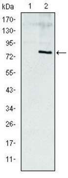 Monoclonal Anti-APOE antibody produced in