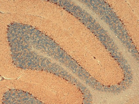 Monoclonal Anti-HCN1 antibody produced in