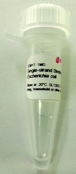 Single-strand Binding Protein from Escherichia