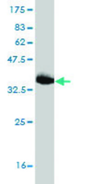 Monoclonal Anti-JPH1 antibody produced in