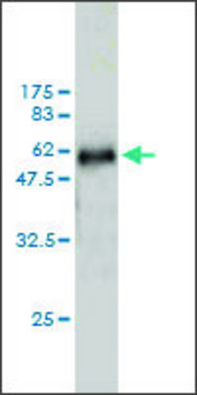 Monoclonal Anti-WDR6 antibody produced in