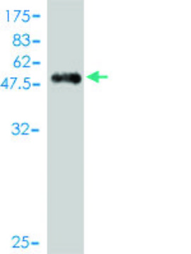 Monoclonal Anti-PILRA antibody produced in