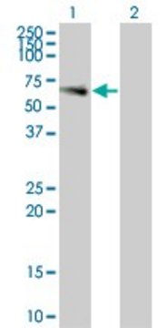 Monoclonal Anti-LILRA3 antibody produced in