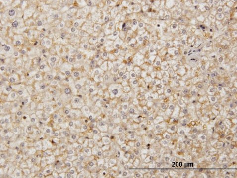 Monoclonal Anti-SDF2 antibody produced in