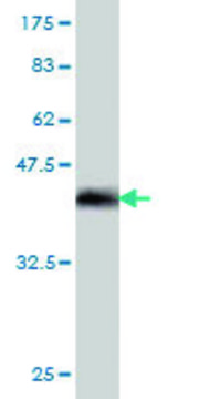 Monoclonal Anti-TWIST1 antibody produced in