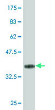 Monoclonal Anti-ZNF214 antibody produced in